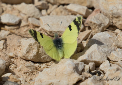 Brunflckad gulvinge - Greenish Black Tip (Elphinstonia charlonia charlonia)