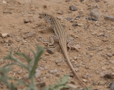 Bosc's fringe-toed lizards (Acanthodactylus boskianus)
