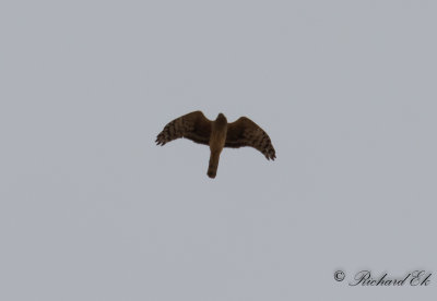 Bl krrhk - Hen Harrier (Circus cyaneus)
