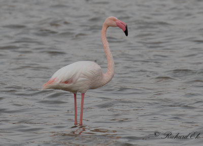 Strre flamingo - Greater Flamingo (Phoenicopterus roseus)