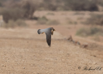 Pilgrimsfalk - Barbary Falcon (Falco peregrinus pelegrinoides)