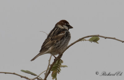 Spansk sparv - Spanish sparrow (Passer hispaniolensis)