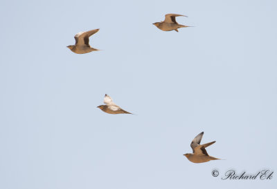 kenflyghna - Spotted Sandgrouse (Pterocles senegallus)