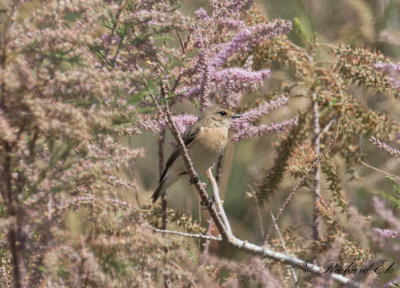 Vitgumpad buskskvtta - Siberian Stonechat (Saxicola maura)