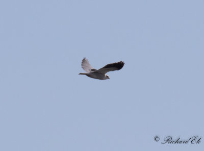 Svartvingad glada - Black-winged kite (Elanus caeruleus)
