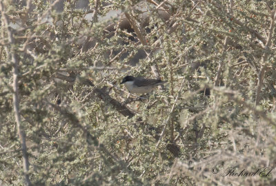 Mstersngare - Eastern Orphean Warbler (Sylvia crassirostris)