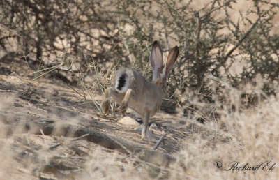 Kaphare - Cape hare (Lepus capensis)