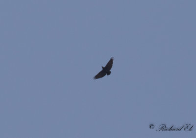 Kortstjrtad korp - Fan-tailed Raven (Corvus rhipidurus)