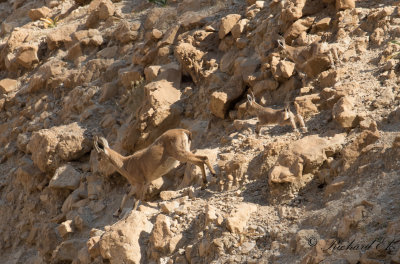Nubisk stenbock - Nubian Ibex (Capra nubiana)