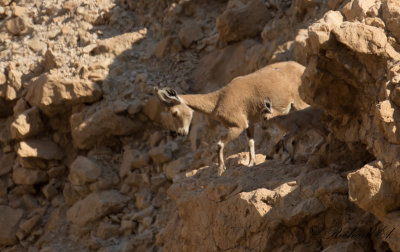 Nubisk stenbock - Nubian Ibex (Capra nubiana)