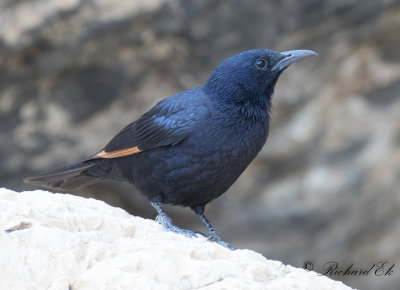 Sinaiglansstare - Tristram's Starling (Onychognathus tristramii)
