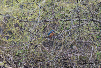 Kungsfiskare - Common Kingfisher (Alcedo atthis)