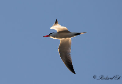 Skräntärna - Caspian Tern (Sterna caspia)
