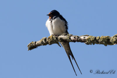 Ladusvala - Barn Swallow (Hirundo rustica)