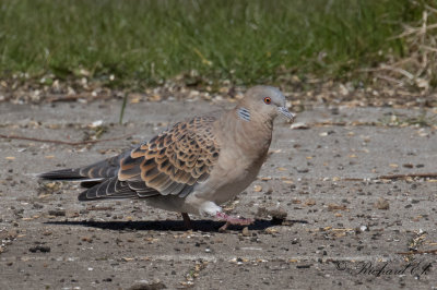 Bergturturduva - Rufous Turtle Dove (Streptopelia orientalis meena)