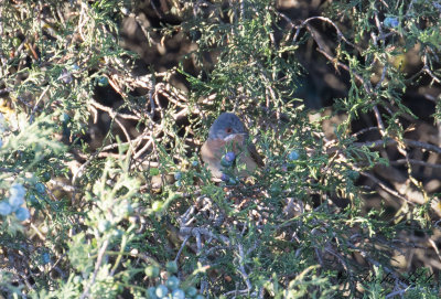 Rostsngare - Western Subalpine Warbler (Sylvia inornata iberiae)