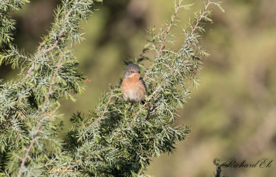 Rostsngare - Western Subalpine Warbler (Sylvia inornata iberiae)