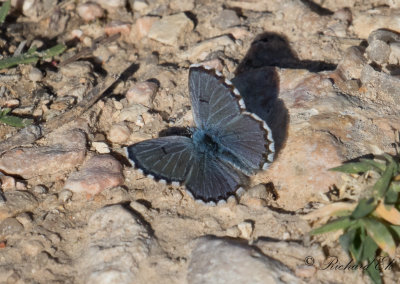 Svartflckig blvinge - Large Blue (Maculinea arion)