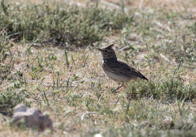 Lagerlrka - Thekla Lark (Galerida theklae)