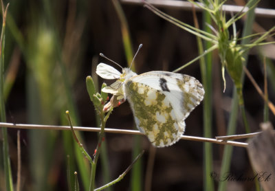 Western Dappled White (Euchloe crameri)