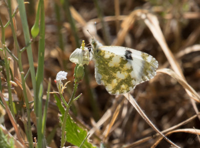 Western Dappled White (Euchloe crameri)