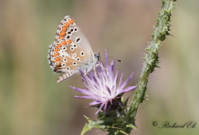 Rdflckig blvinge - Brown Angus (Aricia agestis)