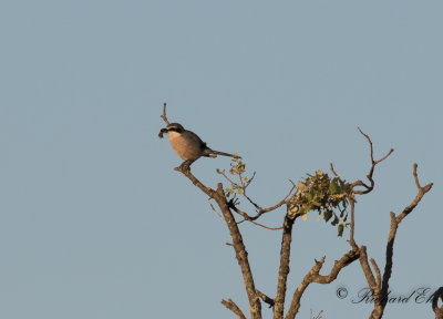 kenvarfgel - Southern Grey Shrike (Lanius meridionalis)