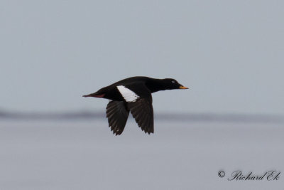 Svrta - Velvet Scoter (Melanitta fusca)