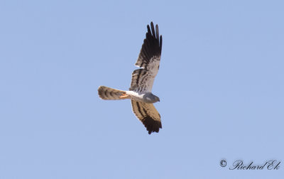 ngshk - Montagus Harrier (Circus pygargus)