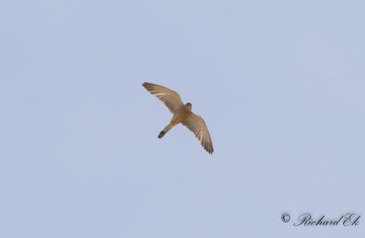 Rdfalk - Lesser Kestrel (Falco naumanni)