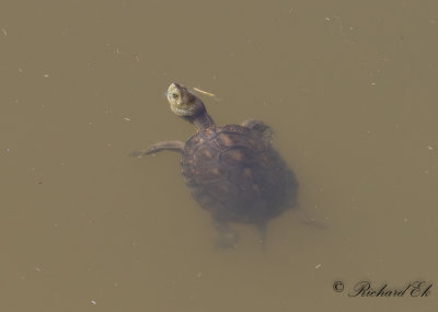 Spanish Pond Turtle (Mauremys leprosa)