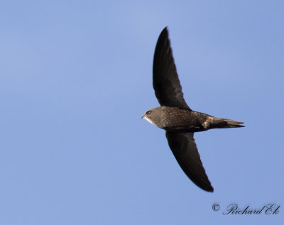 Tornseglare - Common Swift (Apus apus)