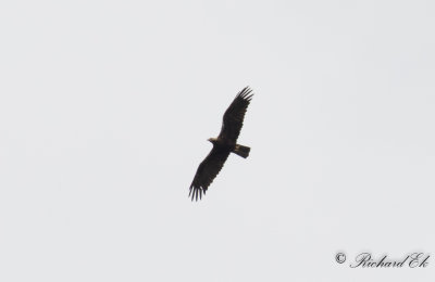 Spansk kejsarrn - Spanish Imperial Eagle (Aquila adalberti)