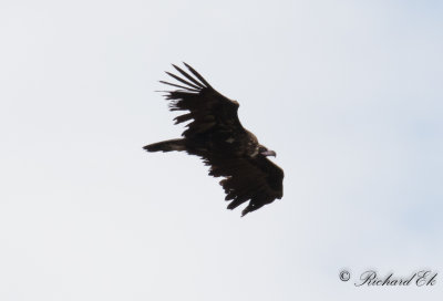 Grgam - Black Vulture (Aegypius monachus)