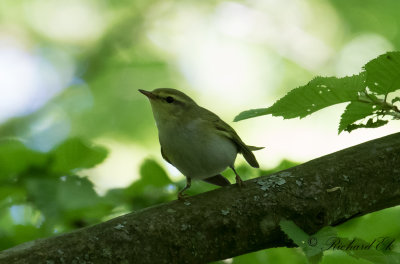 Grnsngare - Wood Warbler (Phylloscopus sibilatrix)