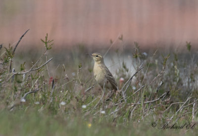 Fltpiplrka - Tawny Pipit (Anthus campestris)