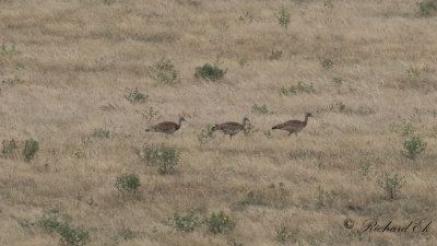 Stortrapp - Great Bustard (Otis tarda)