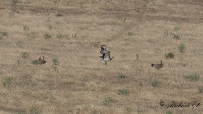 Stortrapp - Great Bustard (Otis tarda)