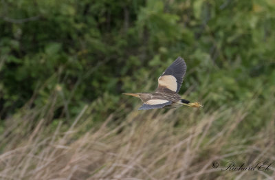 Dvrgrrdrom - Little Bittern (Ixobrychus minumus)