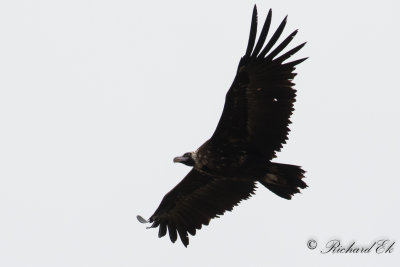 Grgam - Black Vulture (Aegypius monachus)