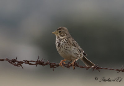 Kornsparv - Corn Bunting (Emberiza calandra)