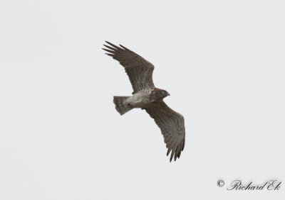 Ormrn - Short-toed Eagle (Circaetus gallicus)