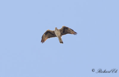 Hkrn - Bonelli's Eagle (Hieraaetus fasciatus)
