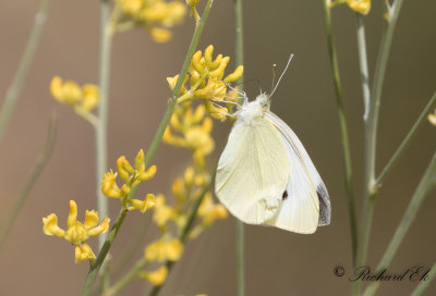 Klfjril - Large white (Pieris brassicae) 