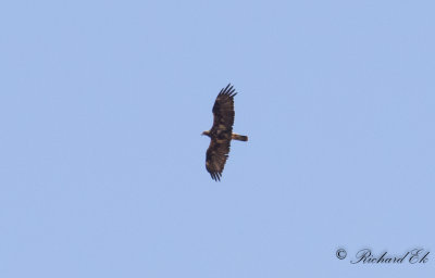 Spansk kejsarrn - Spanish Imperial Eagle (Aquila adalberti)