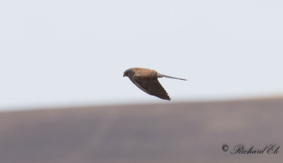 Rdfalk - Lesser Kestrel (Falco naumanni)