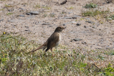 Näktergal - Thrush Nightingale (Luscinia luscinia)
