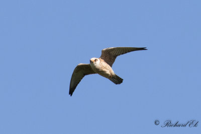 Aftonfalk - Red-footed falcon (Falco vespertinus)