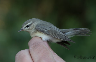 Lövsångare - Willow Warbler (Phylloscopus trochilus)