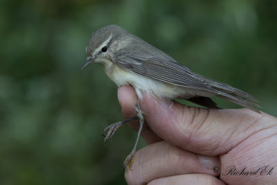 Lövsångare - Willow Warbler (Phylloscopus trochilus)
